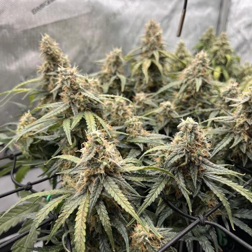 Strong & Stony – Miss Titanica. Week 10