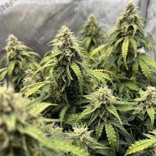 Piece of Cake - Miss Frostina. Week 10