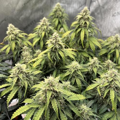 Piece of Cake - Miss Frostina. Week 10