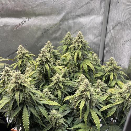 Piece of Cake - Miss Frostina. Week 10