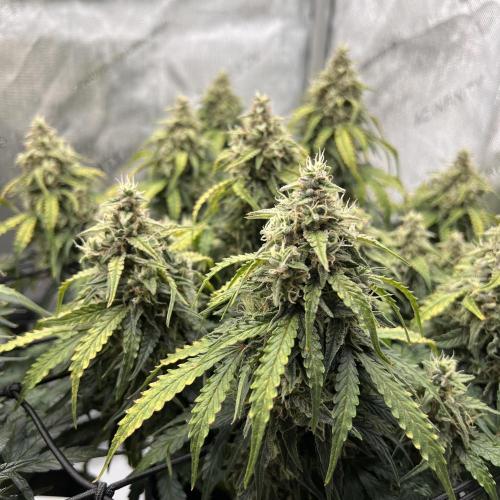 Piece of Cake - Miss Frostina. Week 10