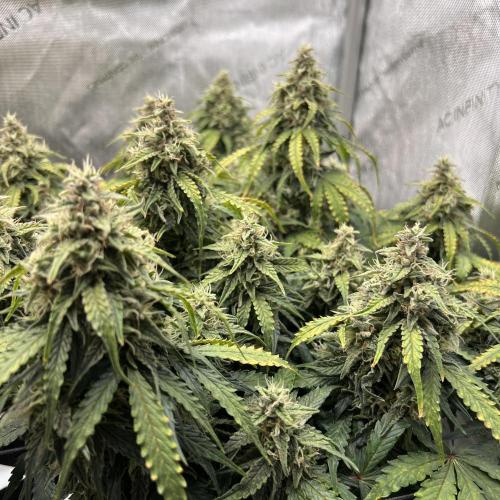 Piece of Cake - Miss Frostina. Week 10