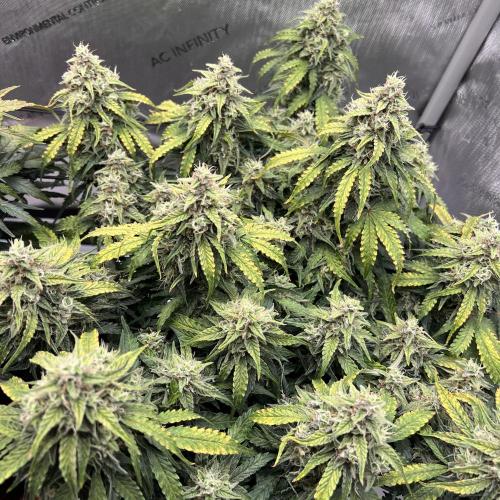 Piece of Cake - Miss Frostina. Week 10