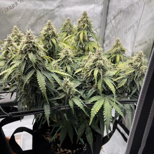 Piece of Cake - Miss Frostina. Week 10