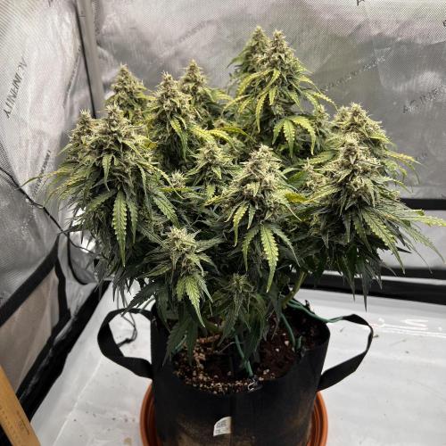 Piece of Cake - Miss Frostina. Week 10