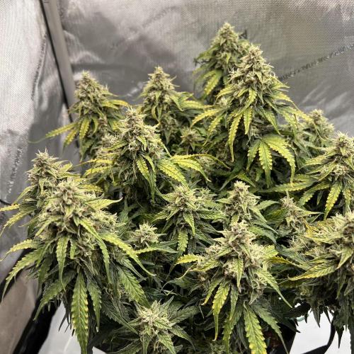 Piece of Cake - Miss Frostina. Week 10