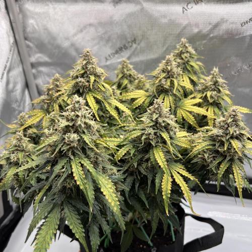 Piece of Cake - Miss Frostina. Week 12