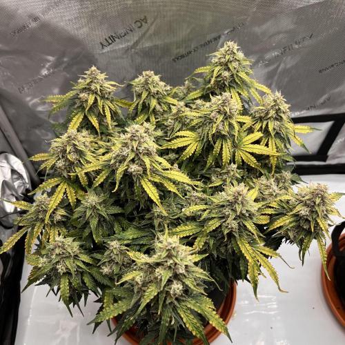 Piece of Cake - Miss Frostina. Week 12