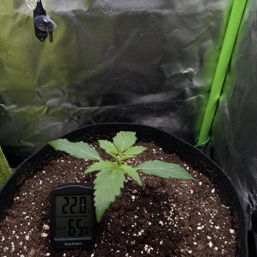 Ghost in the Grow – Lady Frostbite. Week 4