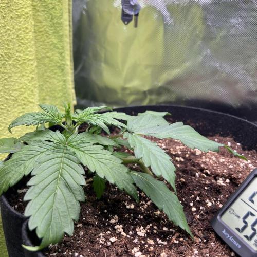 Ghost in the Grow – Lady Frostbite. Week 4