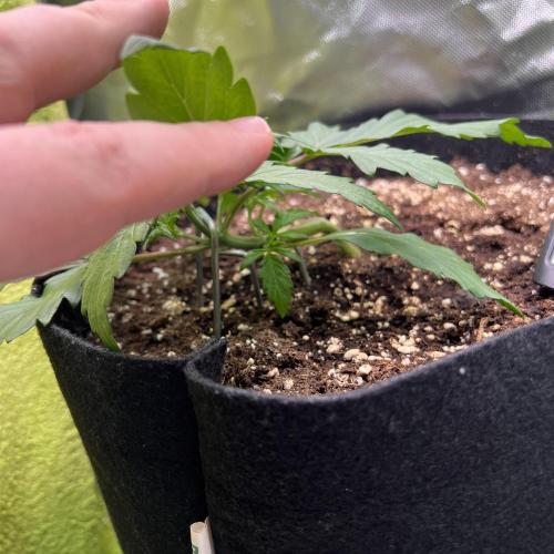 Ghost in the Grow – Lady Frostbite. Week 4