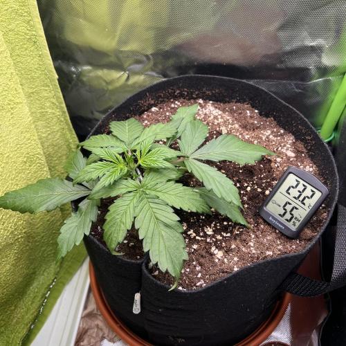 Ghost in the Grow – Lady Frostbite. Week 4
