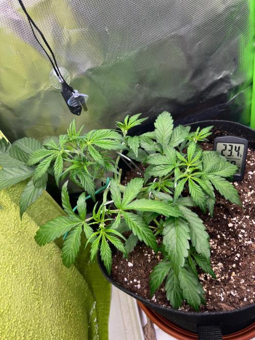 Ghost in the Grow – Lady Frostbite. Week 4