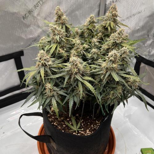 Strong & Stony – Miss Titanica. Week 13