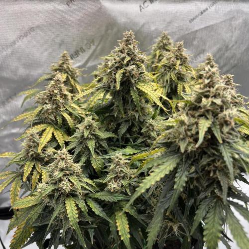 Strong & Stony – Miss Titanica. Week 13