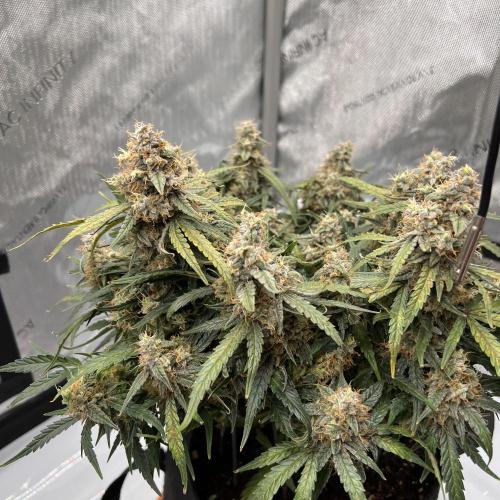 Strong & Stony – Miss Titanica. Week 13