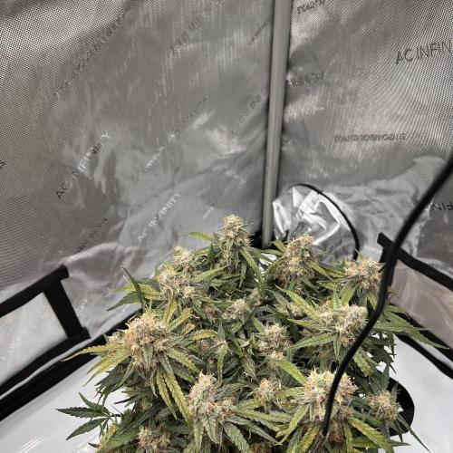 Strong & Stony – Miss Titanica. Week 13