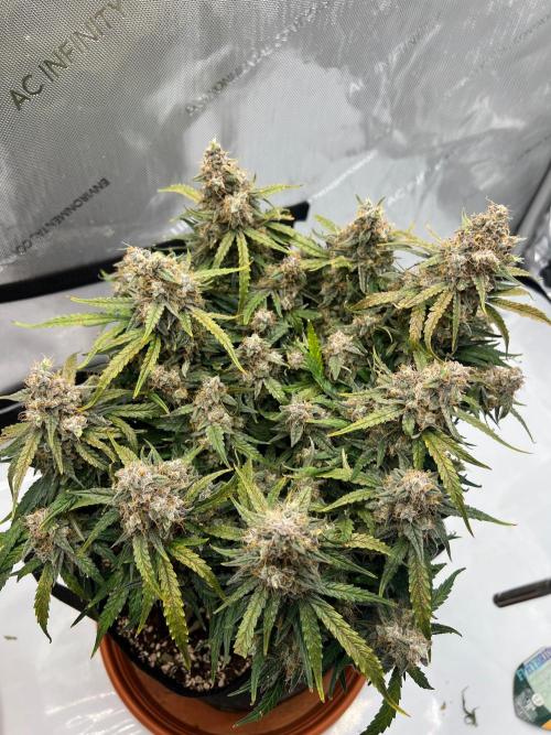 Strong & Stony – Miss Titanica. Week 13