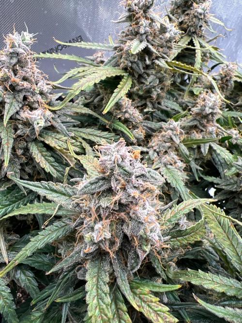 Strong & Stony – Miss Titanica. Week 13