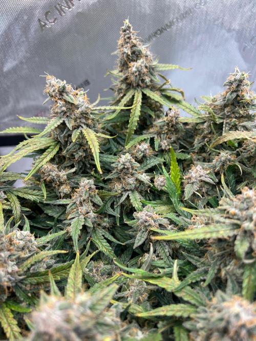 Strong & Stony – Miss Titanica. Week 13