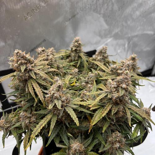 Strong & Stony – Miss Titanica. Week 13