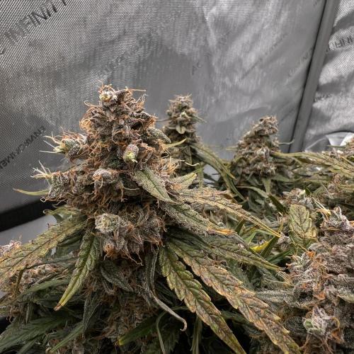 Strong & Stony – Miss Titanica. Week 13