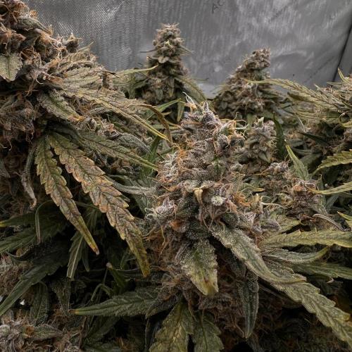 Strong & Stony – Miss Titanica. Week 13