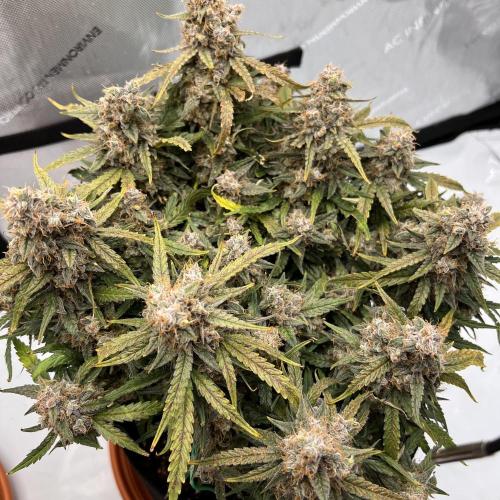 Strong & Stony – Miss Titanica. Week 13