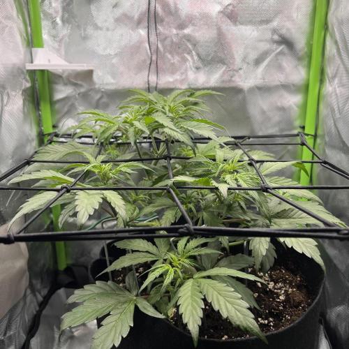 Ghost in the Grow – Lady Frostbite. Week 5