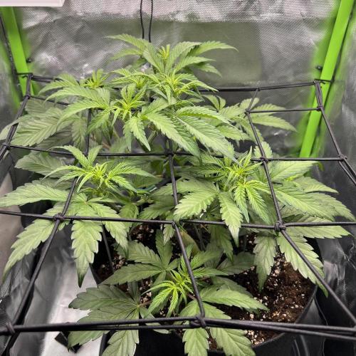 Ghost in the Grow – Lady Frostbite. Week 5