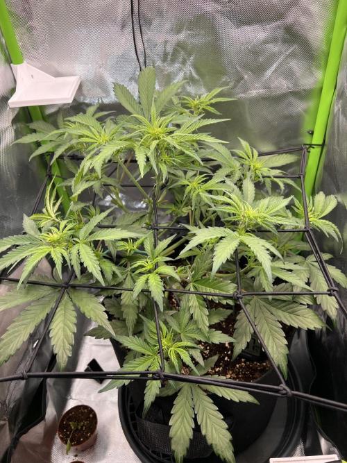 Ghost in the Grow – Lady Frostbite. Week 5