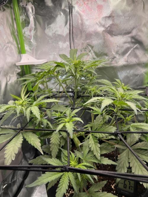 Ghost in the Grow – Lady Frostbite. Week 5