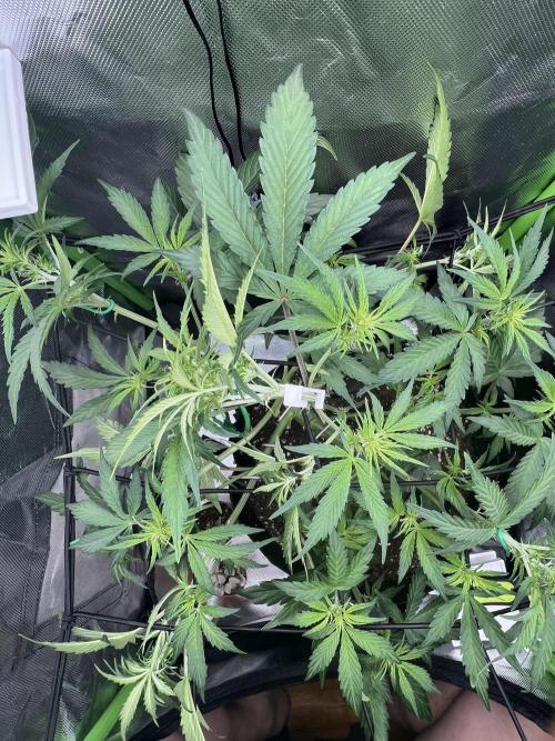 Ghost in the Grow – Lady Frostbite. Week 5