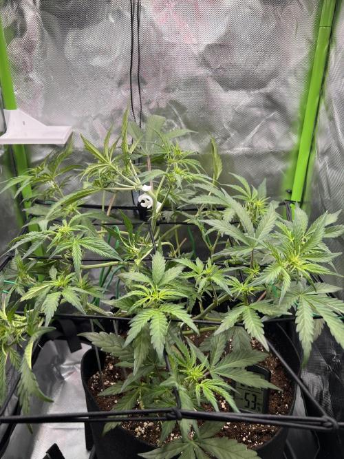 Ghost in the Grow – Lady Frostbite. Week 6