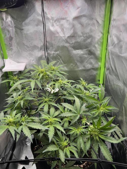 Ghost in the Grow – Lady Frostbite. Week 6
