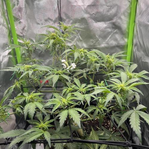 Ghost in the Grow – Lady Frostbite. Week 6