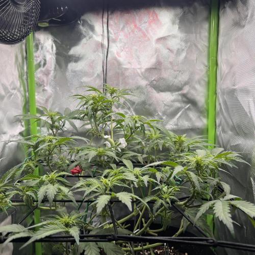 Ghost in the Grow – Lady Frostbite. Week 6