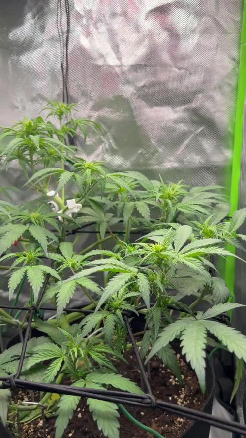 Ghost in the Grow – Lady Frostbite