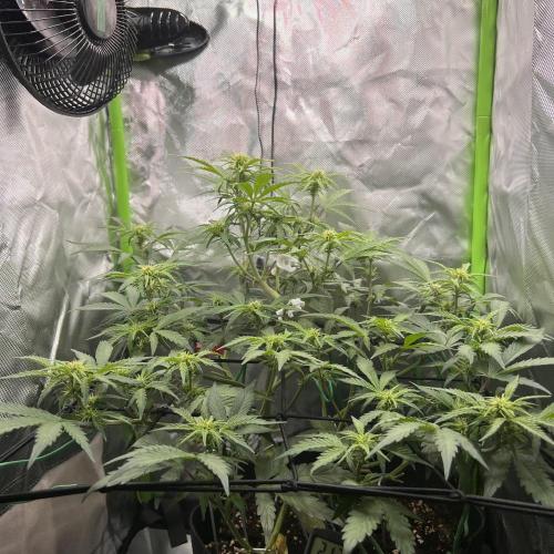 Ghost in the Grow – Lady Frostbite. Week 6