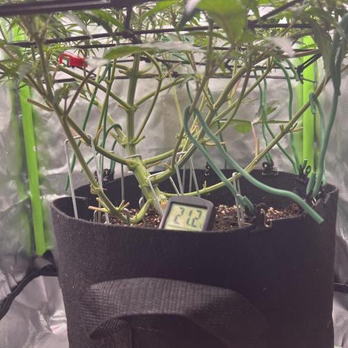 Ghost in the Grow – Lady Frostbite. Week 6