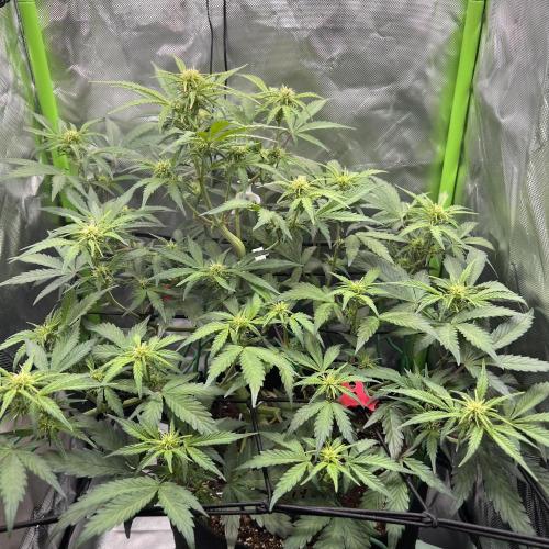 Ghost in the Grow – Lady Frostbite. Week 6