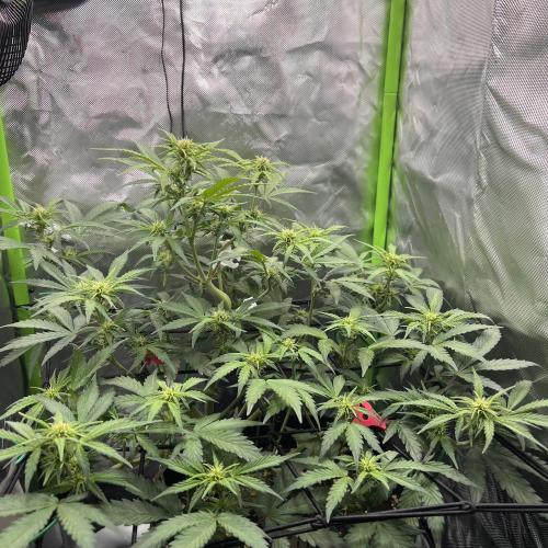 Ghost in the Grow – Lady Frostbite. Week 6