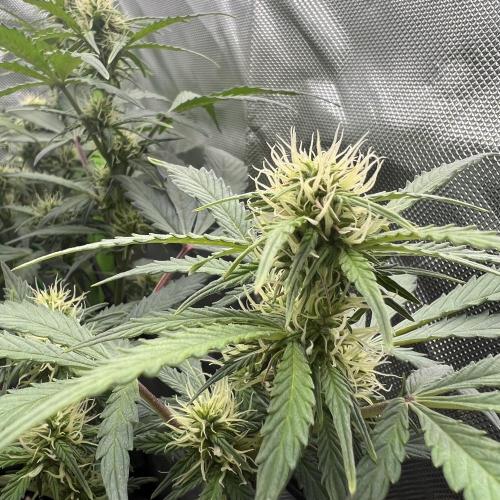 Ghost in the Grow – Lady Frostbite. Week 7