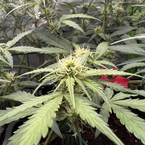 Ghost in the Grow – Lady Frostbite. Week 7