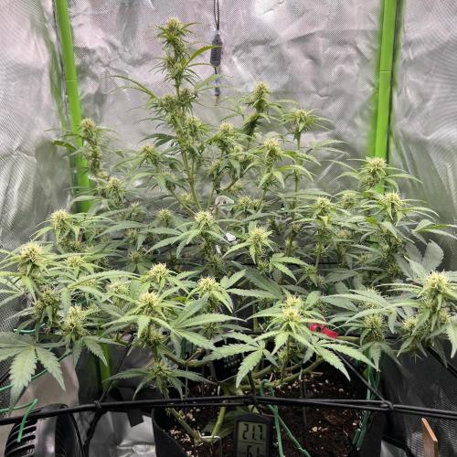 Ghost in the Grow – Lady Frostbite. Week 7