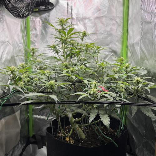 Ghost in the Grow – Lady Frostbite. Week 7