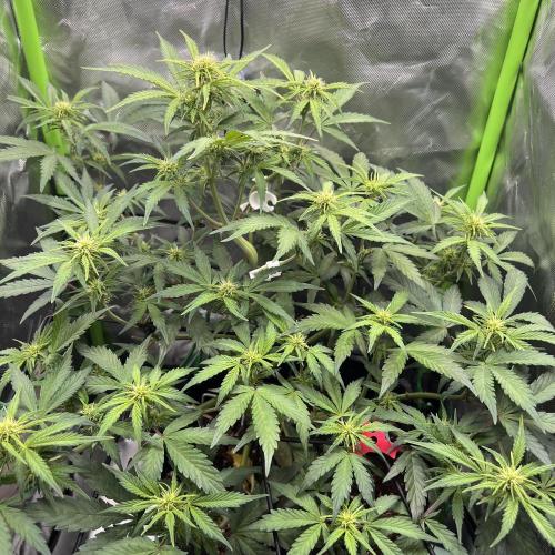 Ghost in the Grow – Lady Frostbite. Week 7