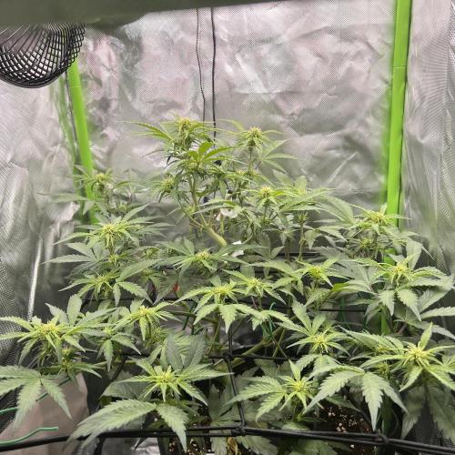 Ghost in the Grow – Lady Frostbite. Week 7