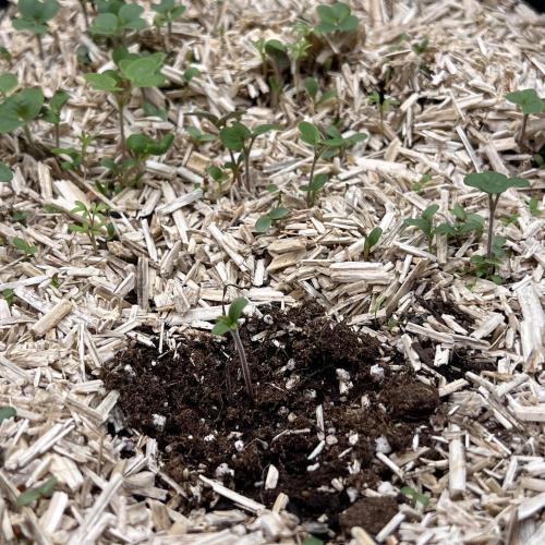 Miss Permanenza – The First Layer. Week 0