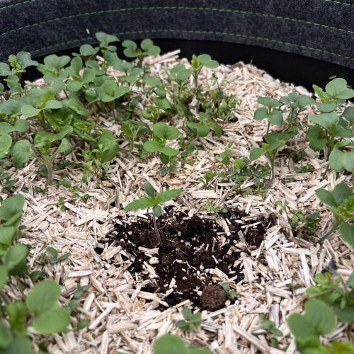 Miss Permanenza – The First Layer. Week 0